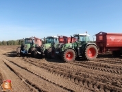 Harvesting potatoes