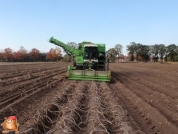 Harvesting potatoes