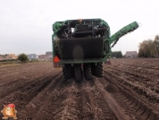 Harvesting potatoes