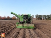 Harvesting potatoes