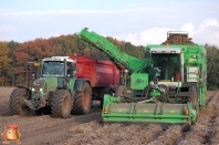 Harvesting potatoes