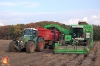 Harvesting potatoes