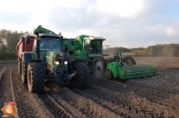 Harvesting potatoes