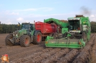 Harvesting potatoes