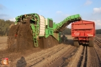 Harvesting potatoes