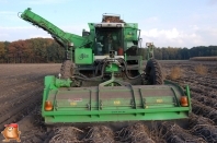 Harvesting potatoes