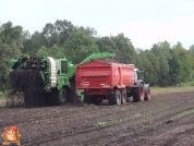 Harvesting potatoes