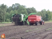 Aardappelenrooien bij van den Borne Aardappelen.