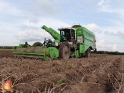 Harvesting potatoes