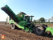 Harvesting potatoes