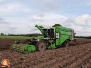 Harvesting potatoes