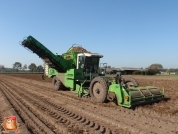 Harvesting potatoes