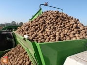 Harvesting potatoes