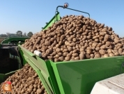 Kartoffelroden bei van den Borne Aardappelen.