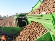 Harvesting potatoes