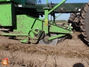 Harvesting potatoes