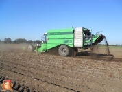 Harvesting potatoes