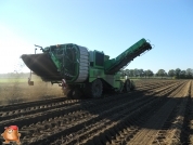 Harvesting potatoes