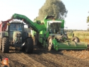 Harvesting potatoes