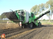 Harvesting potatoes