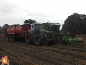 Harvesting potatoes