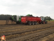 Harvesting potatoes