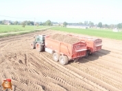 Harvesting potatoes