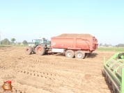 Harvesting potatoes