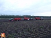 Harvesting potatoes