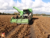 Harvesting potatoes