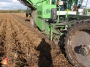 Harvesting potatoes