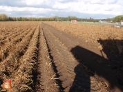 Harvesting potatoes