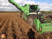 Harvesting potatoes