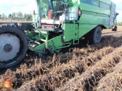 Harvesting potatoes