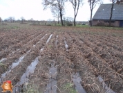 Harvesting potatoes