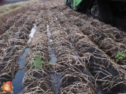 Harvesting potatoes