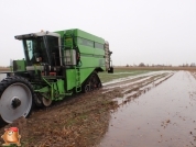 Kartoffelroden bei van den Borne Aardappelen.