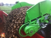 Harvesting potatoes