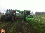 Harvesting potatoes