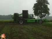 Harvesting potatoes