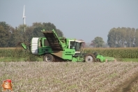 Harvesting potatoes