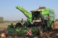 Harvesting potatoes