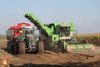 Harvesting potatoes