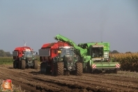 Harvesting potatoes