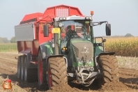 Harvesting potatoes