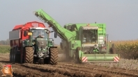 Harvesting potatoes