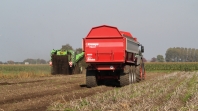 Harvesting potatoes