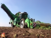 Harvesting potatoes