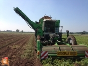 Harvesting potatoes