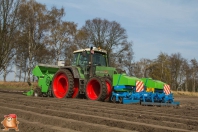 Planting potatoes